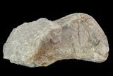 Rough, Agatized Dinosaur Bone ( Ounces) - Colorado #108440-1